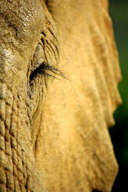 Unique close up of an African Elephant clipart