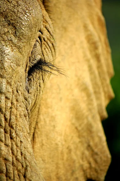 Einzigartige Nahaufnahme eines afrikanischen Elefanten — Stockfoto