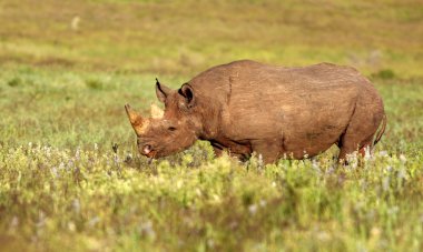 Black Rhinocerus clipart