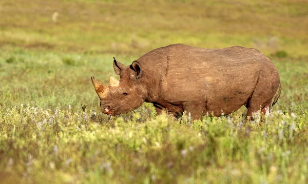 Fekete Rhinocerus — Stock Fotó