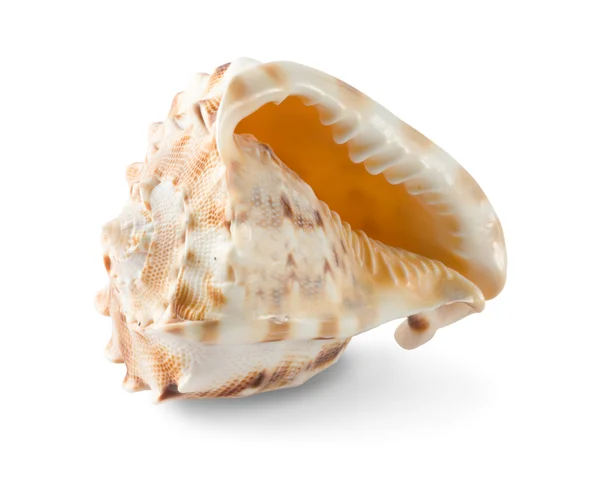 stock image Seashell