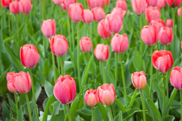 Czerwone tulipany na polu — Zdjęcie stockowe