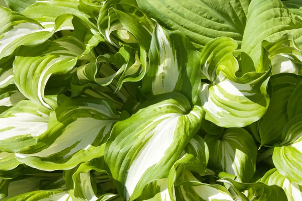 stock image Hosta plant bright leaves