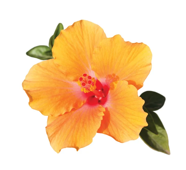 Flor de laranja hibiskus sob a luz solar Fotos De Bancos De Imagens Sem Royalties