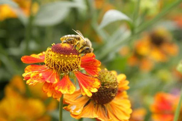 Bee on the red flower — Stock Photo, Image