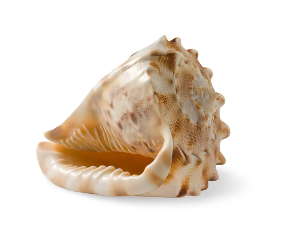 stock image Seashell isolated on white