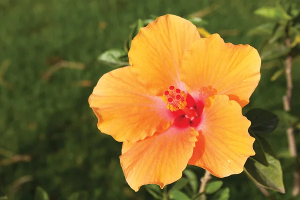 Oranje hibiskus bloem in zonlicht — Stockfoto