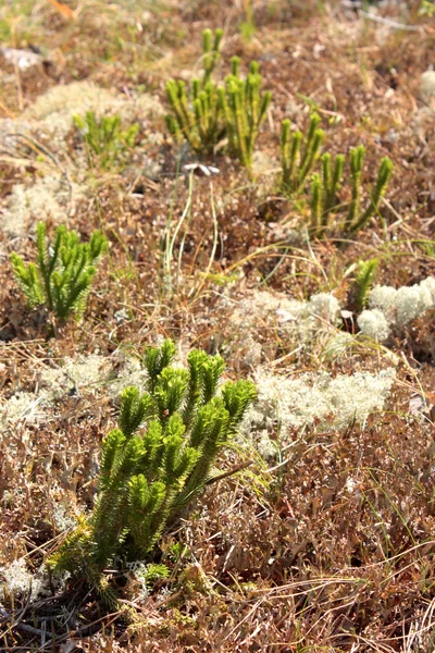 Зелений і білий мох — стокове фото