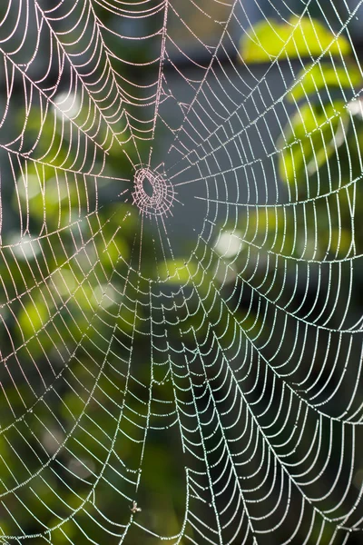 stock image Spider web under sunlight