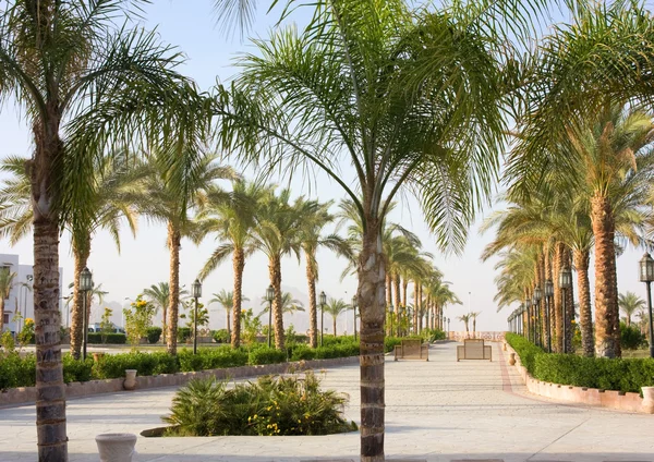 Callejón tropical de palmeras de Egipto — Foto de Stock