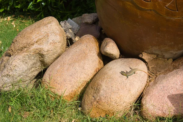 stock image Small gray lizard on the stone