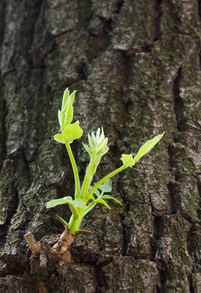El germen del árbol está creciendo. — Foto de Stock