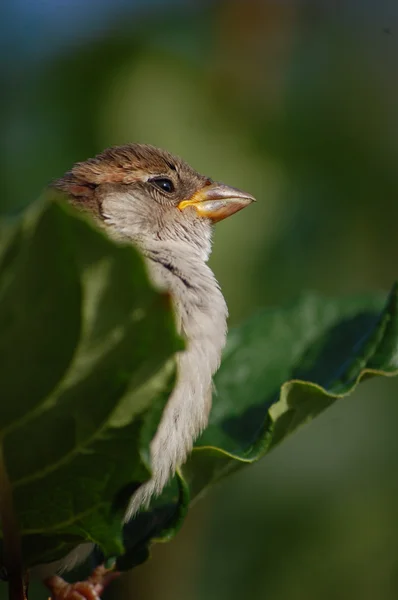 Proud sparrow — Stock Photo, Image