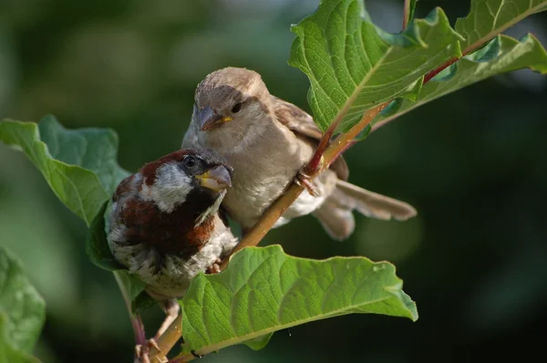 stock image Two sparrows