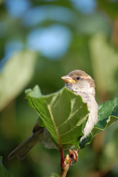 Proud sparrow — Stock Photo, Image