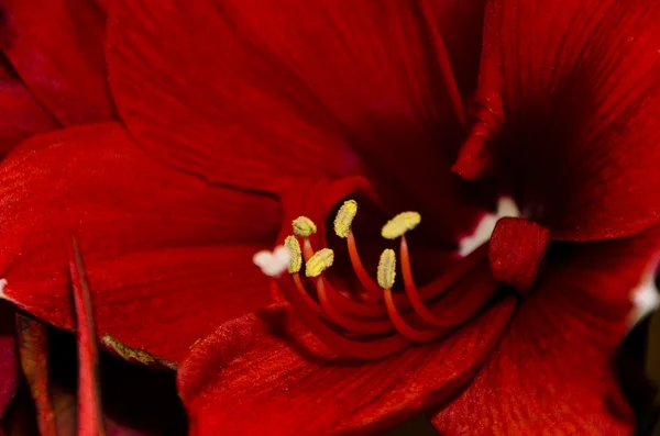 stock image Red Tulip