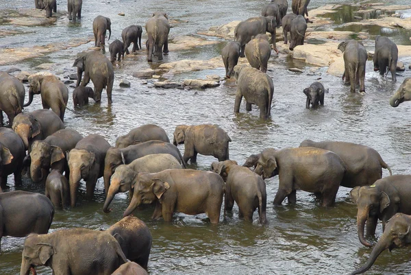 Uma manada de elefantes — Fotografia de Stock
