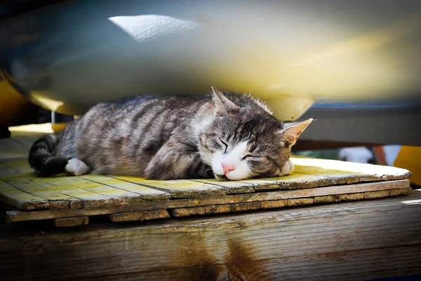 stock image Outdoor cat