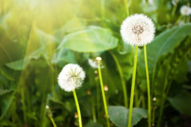 Dandelions clipart