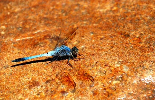 在石头上大蓝蜻蜓 — 图库照片