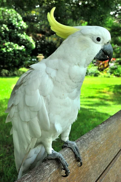 A white cockatoo with yellow tuft — Stock Photo, Image