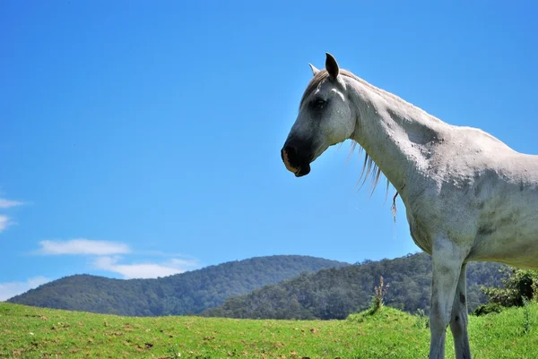 En vit häst i en lugn och ganska landsbygd — Stockfoto