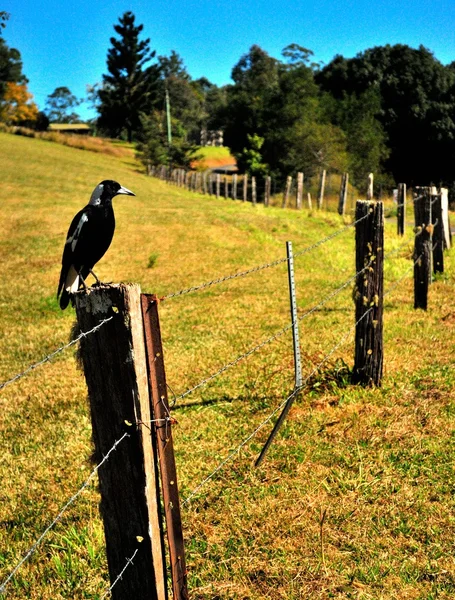 A crow on a fence — Stock Photo, Image