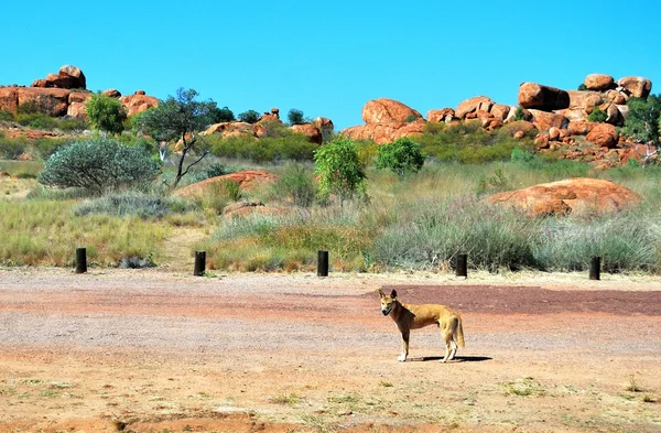 Wild dingo — Stock Photo, Image