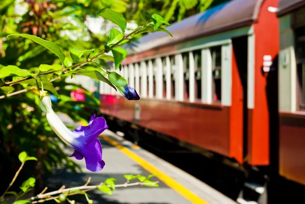 stock image A violet and a red coach in a train station