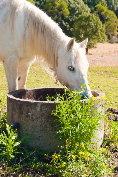 Paard drinken — Stockfoto