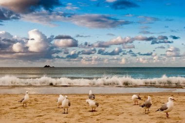 Seabirds on a beach clipart