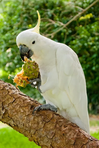 Белый какаду, стоящий на дереве и питающийся экзотическими фруктами — стоковое фото
