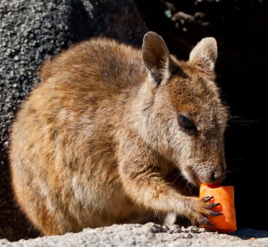 Rock wallaby eating a carrot, Magnetic Island, Australia clipart