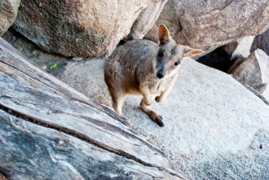 Rock wallaby, Magnetic Island, Australia clipart