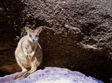 Rock wallaby, Magnetic Island, Australia clipart