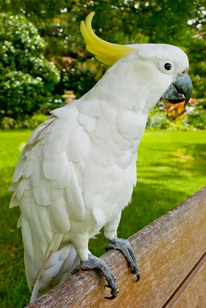 Белый какаду, стоящий на скамейке — стоковое фото