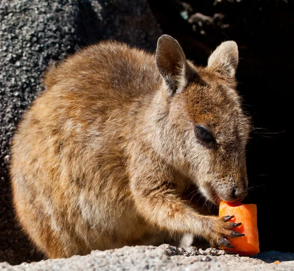 stock image Rock wallaby eating a carrot, Magnetic Island, Australia