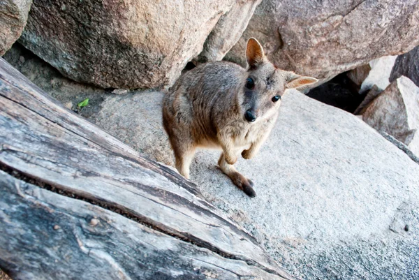 stock image Rock wallaby, Magnetic Island, Australia