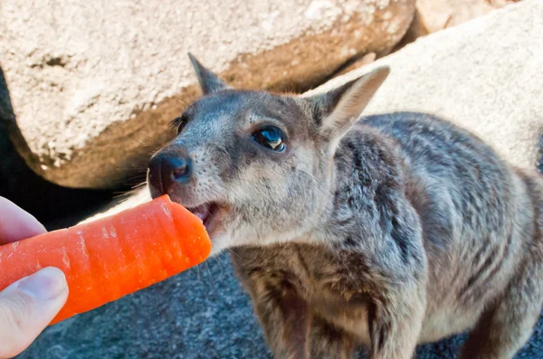 stock image Rock wallaby eating a carrot, Magnetic Island, Australia