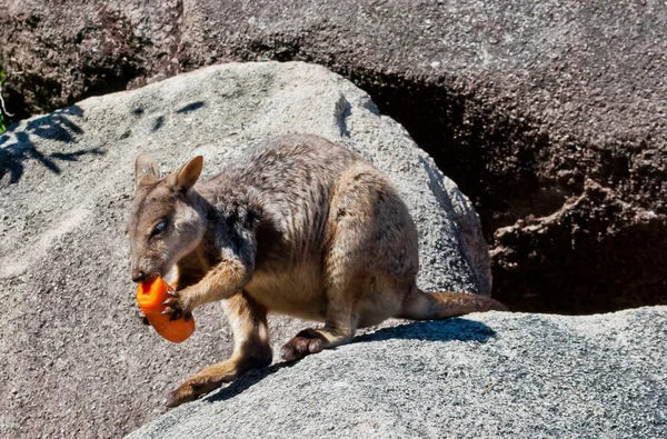Rock wallaby eet een wortel, Magnetic Island, Australië — Stockfoto