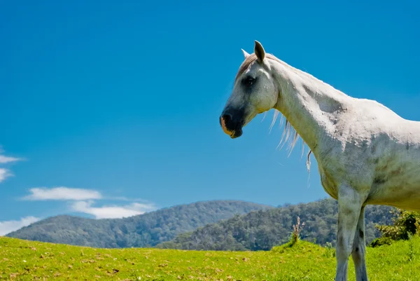 Wild paard in de natuur — Stockfoto