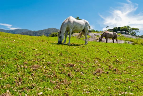 Divocí koně v přírodě — Stock fotografie
