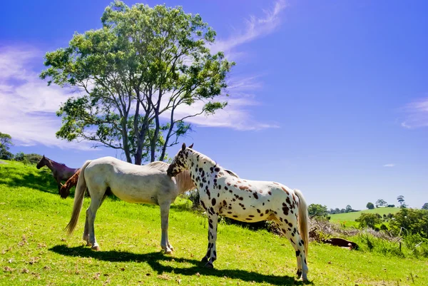 Wilde paarden in de natuur — Stockfoto