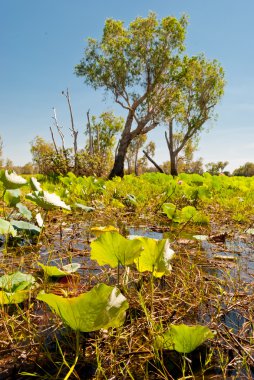 kakadu Ulusal Parkı, vahşi doğada Kuzey territory, Avustralya