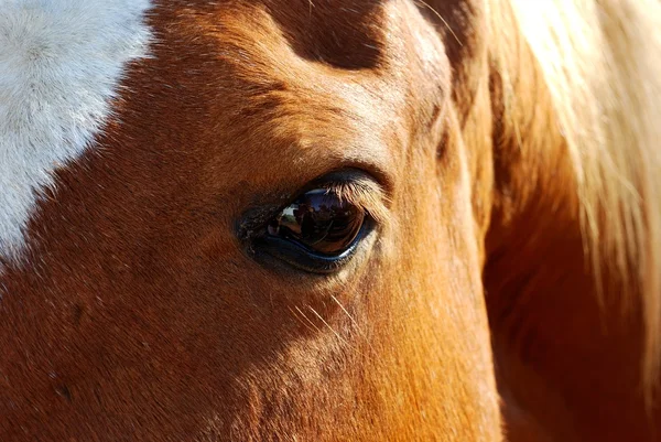 Лошадиный глаз — стоковое фото