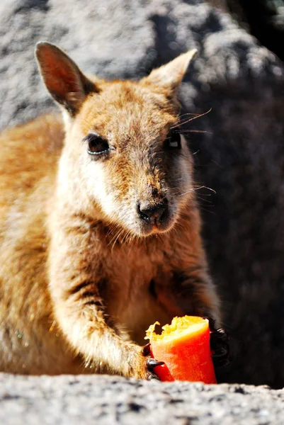 stock image Rock Wallaby eating a carrot