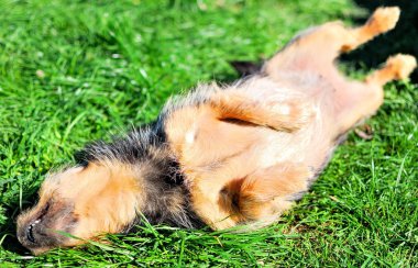 mutlu köpek çim üzerinde rahatlatıcı