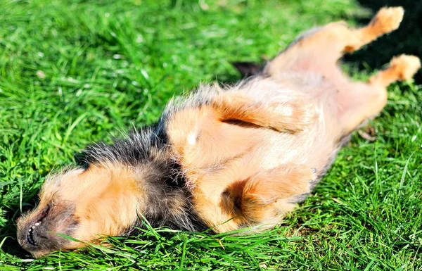 stock image Happy dog relaxing on the grass