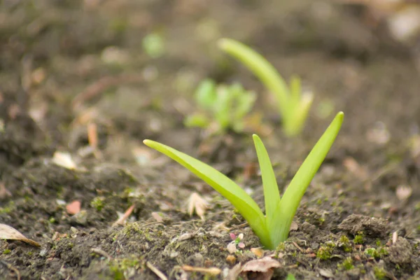 stock image Young grass