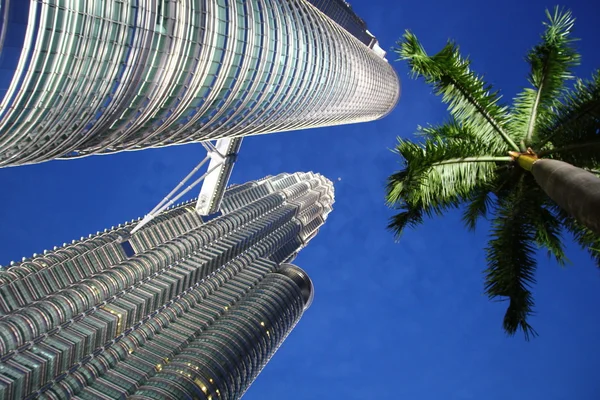 Petronas ikertornyok és a palm tree Jogdíjmentes Stock Képek